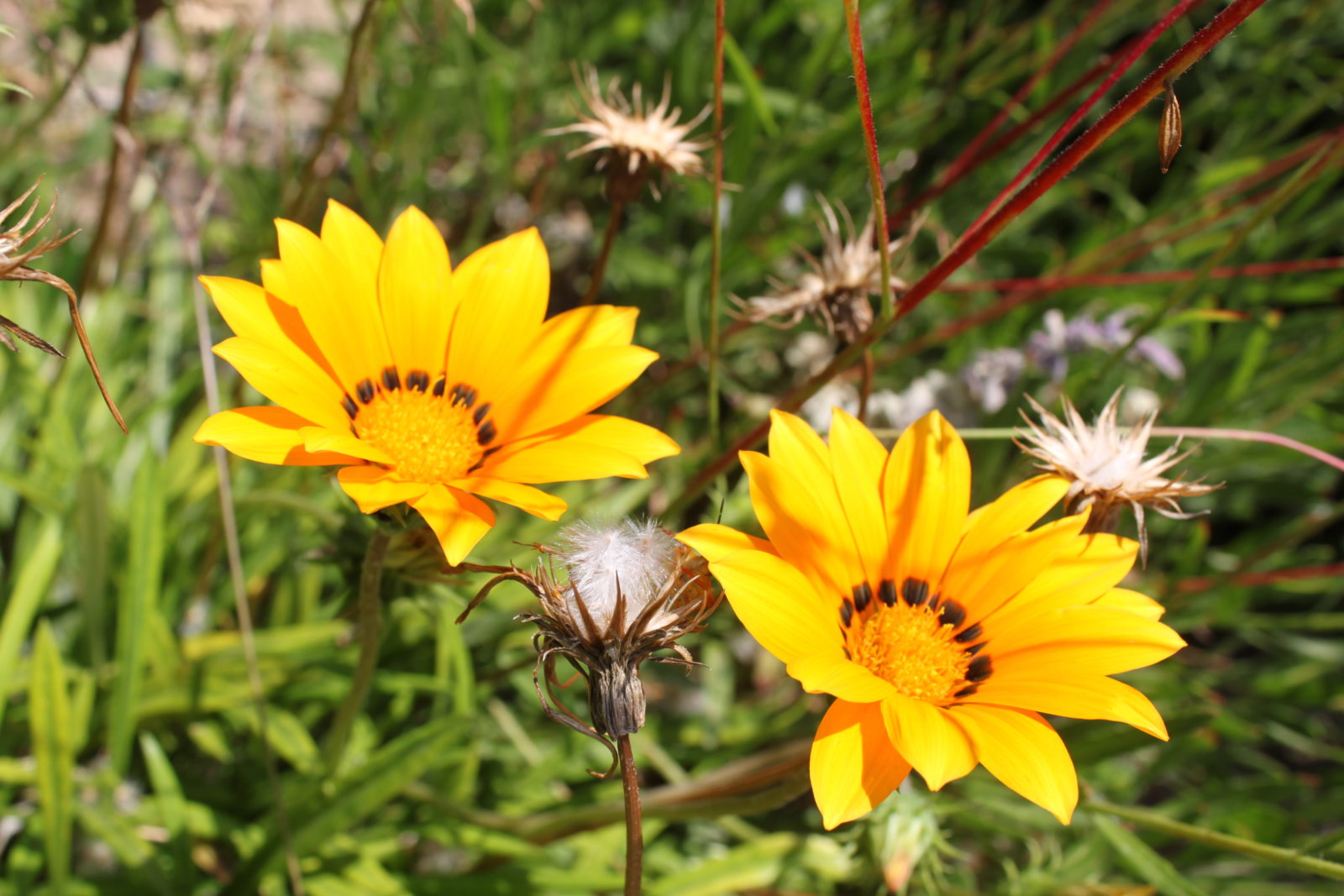 Côte d’Azur Blumen