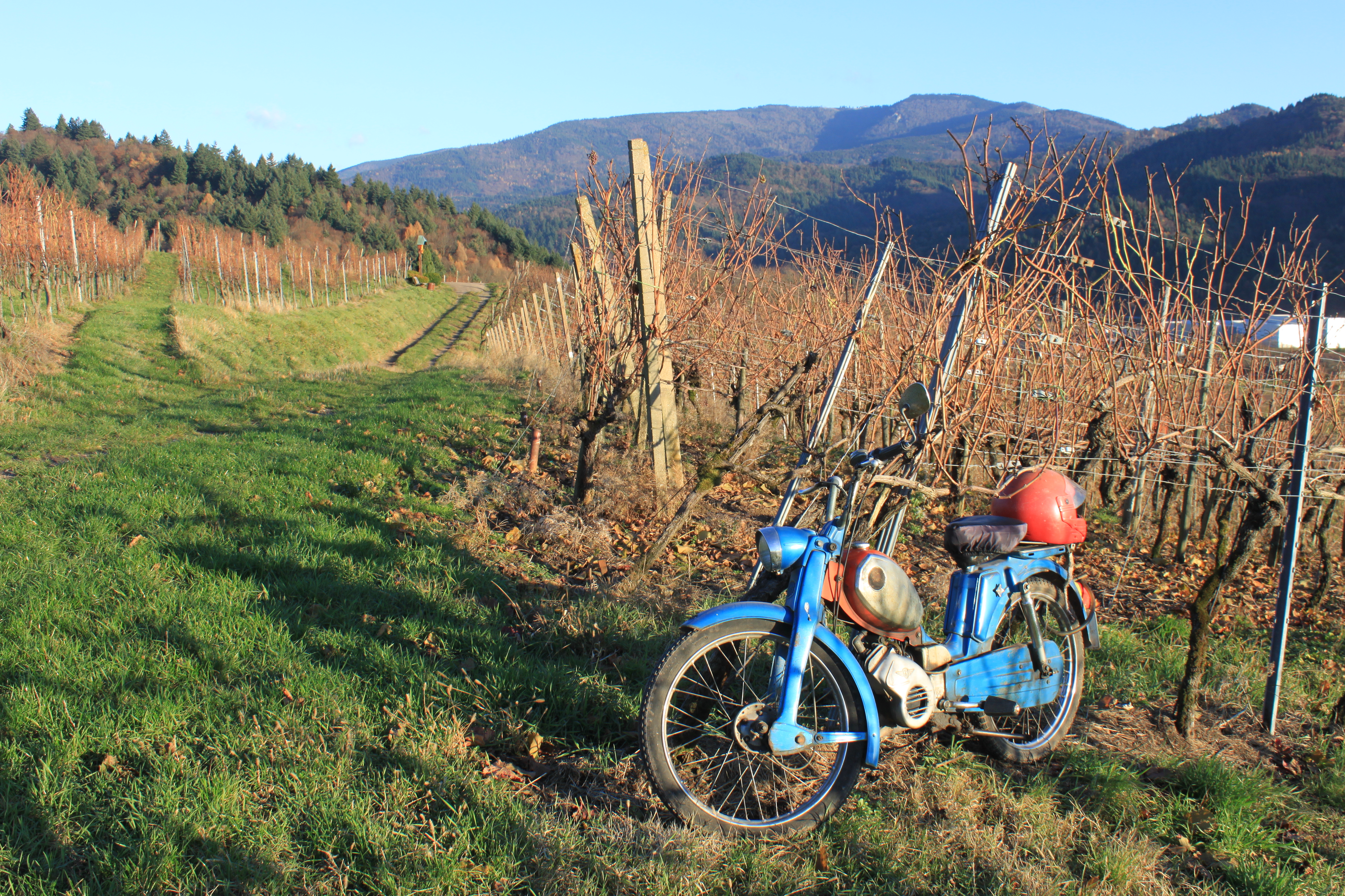 Waldkirch Weinberg