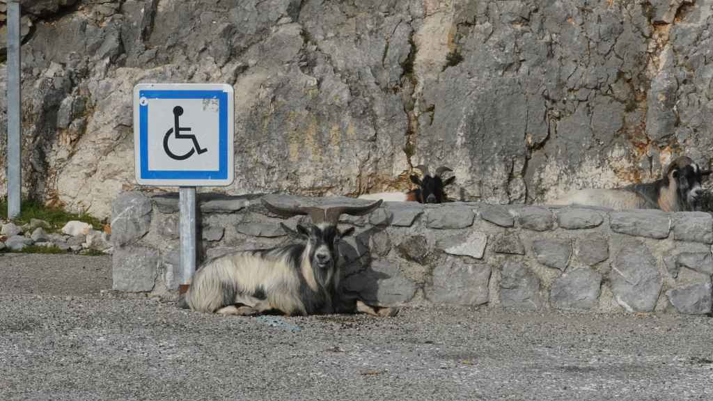 Ziegenbock in der Ardèche